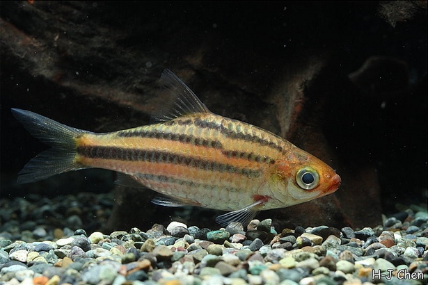 Specimen from the aquarium trade.