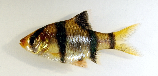 Subadult; commercial strain.