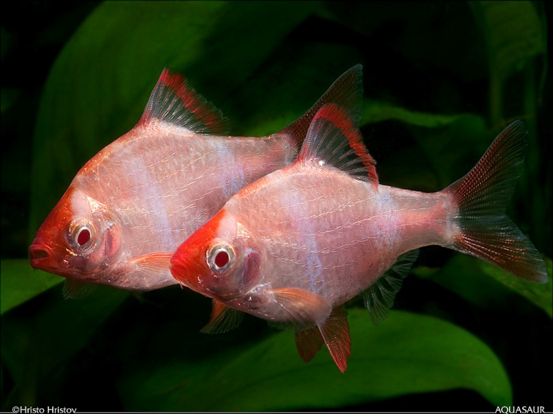 Adult pair, male at front; commercial albino strain.