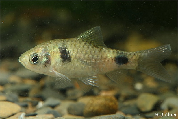Freshly-imported, hence somewhat skinny, subadult individual.