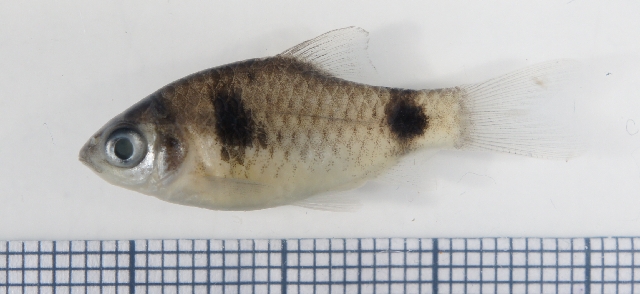 Preserved subadult from the aquarium trade.