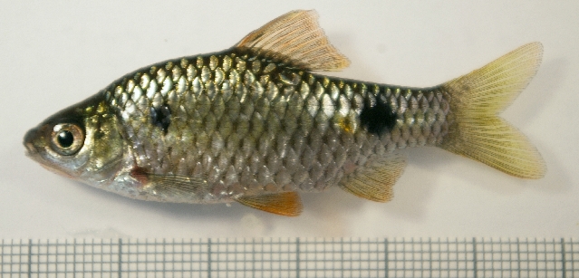Adult male from the aquarium trade.