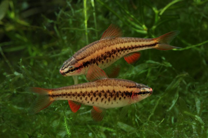 Females are less colourful than males.