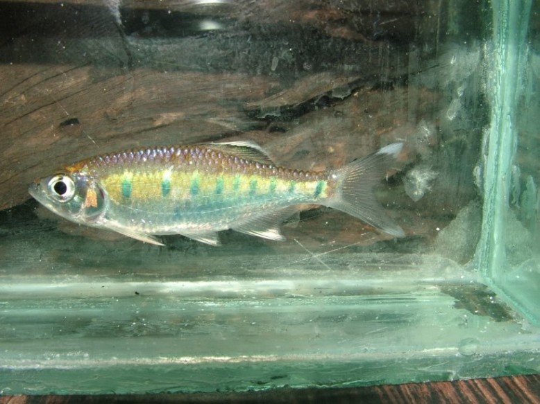 Juvenile individual, pictured immediately post-collection.