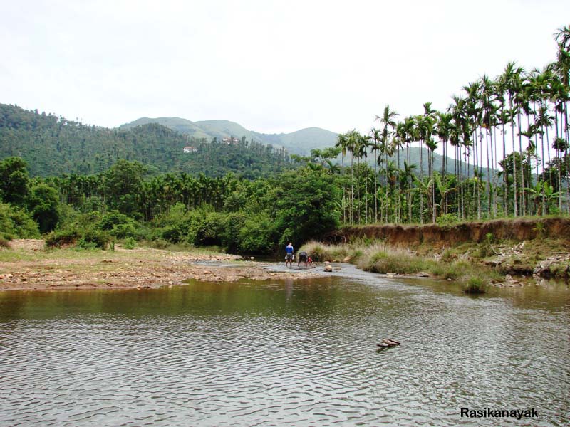Habitat in the Tunga river drainage near Sringeri, Karnataka state, India.
