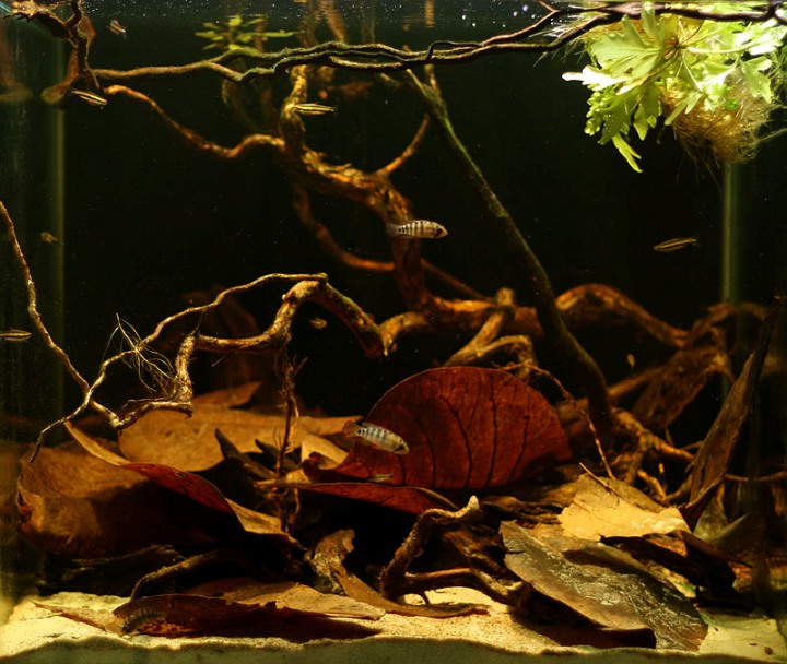 The use of leaf litter in the aquarium is increasingly popular