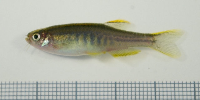 Adult female from the aquarium trade.