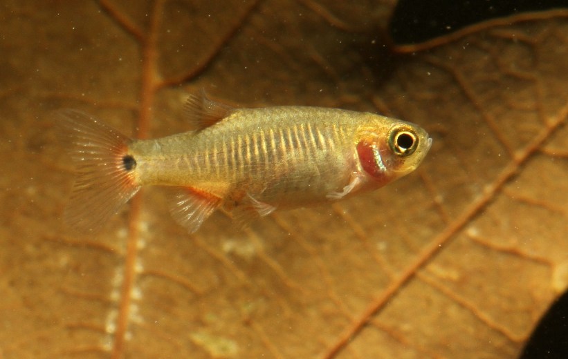 ...and another female.