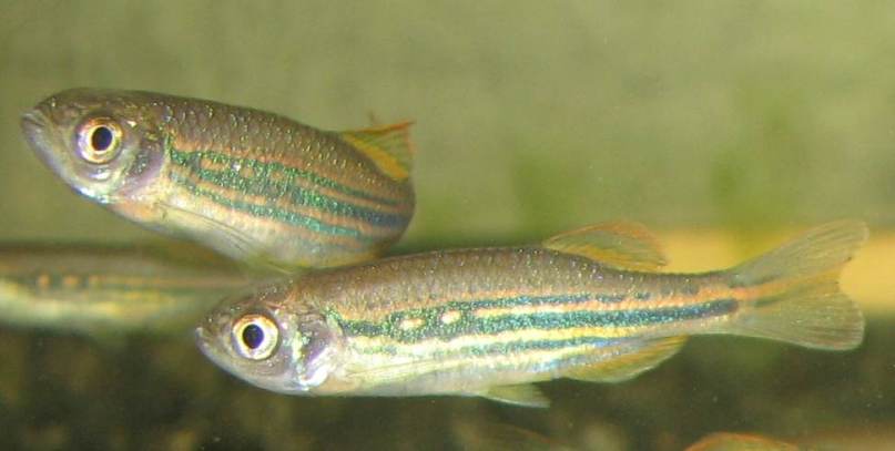 At 90 days of age, colour pattern of the young fish strongly resembles that of the adults.