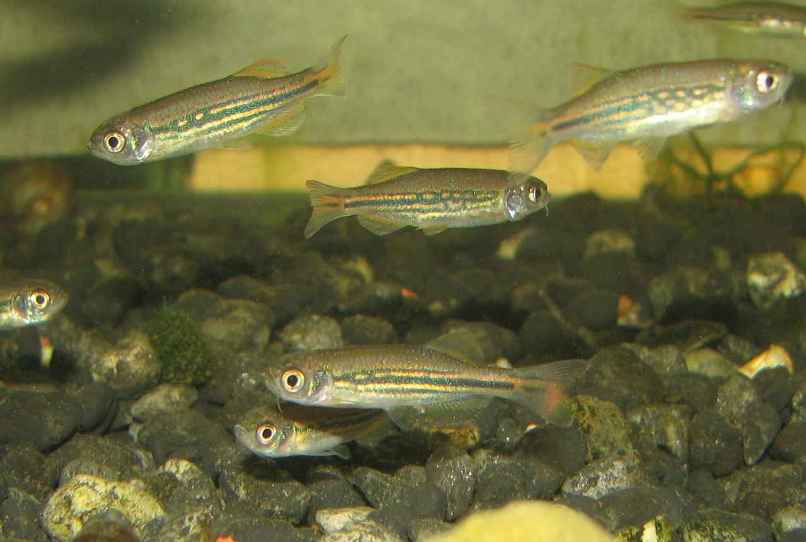 Captive-bred specimens of the Meghalaya population at 90 days of age.