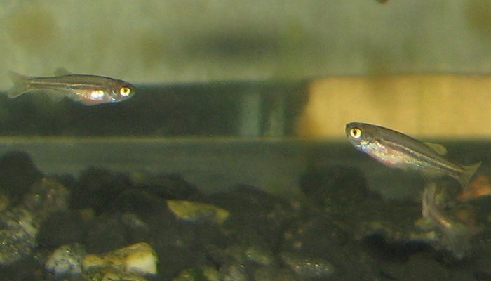 Aquarium-bred fry of the Meghalaya population at 26 days of age.