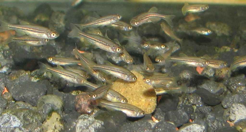 Juveniles at 30 days.