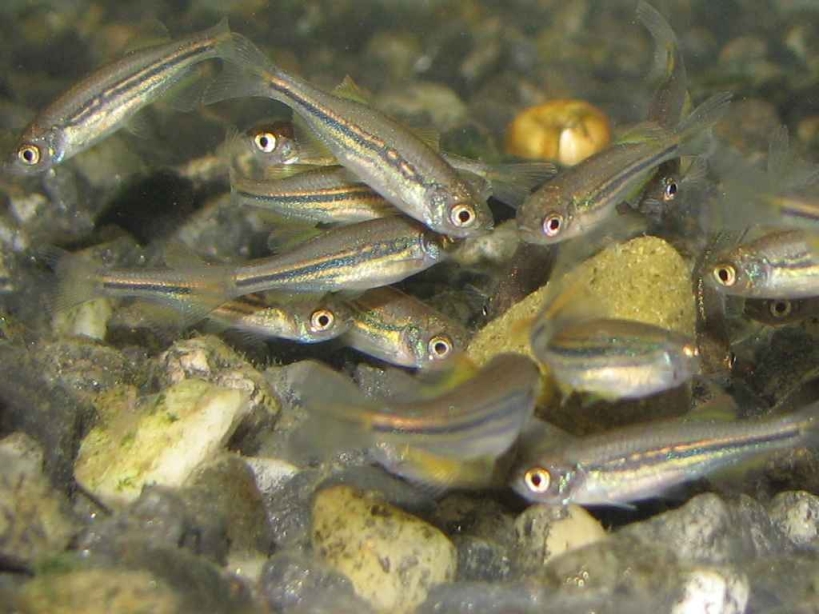 Older juveniles at 51 days old.