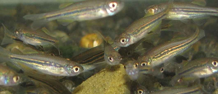 Juveniles at 51 days of age.