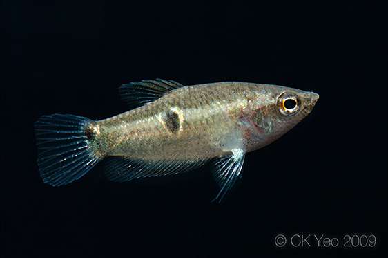 Young male specimen from the Singapore aquarium trade.