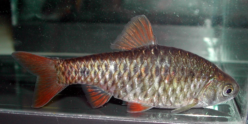 Another adult female - note the plain dorsal-fin.