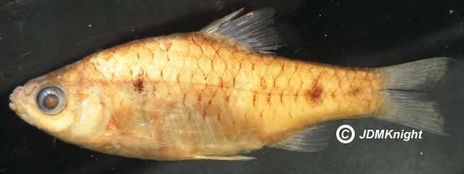 Preserved specimen.