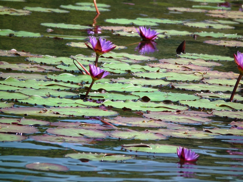 Water lilies of the family Nymphaeaceae growing in Lake Pookode.