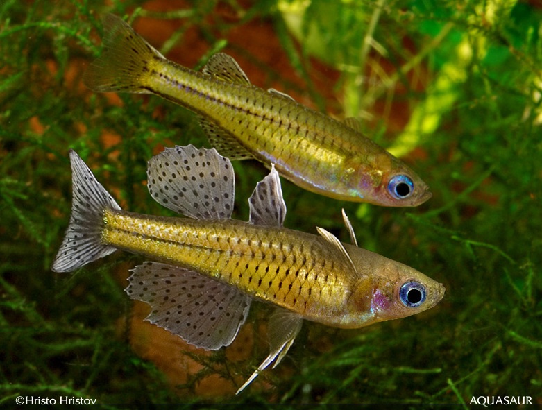 Adult pair from the aquarium trade; female upper.