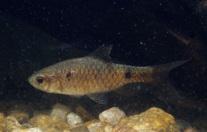 Wild-collected female specimen.