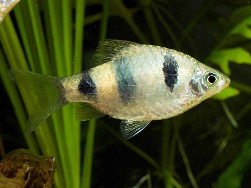 Adult female from the Singapore aquarium trade.