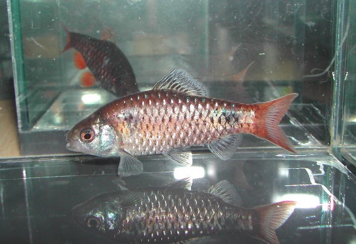 Older adult male from the UK aquarium trade.