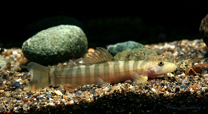 Adult specimen - note the high dorsal adipose crest on the caudal peduncle, a character typical of this species.