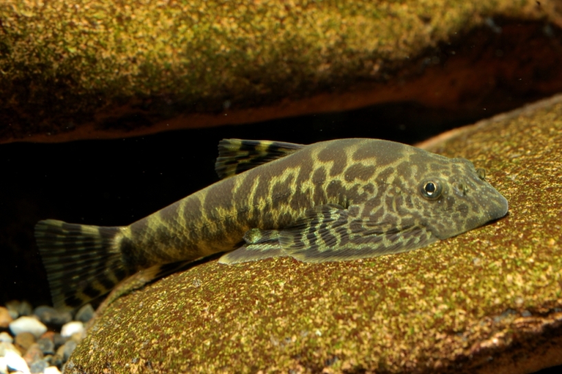 Subadult male individual.