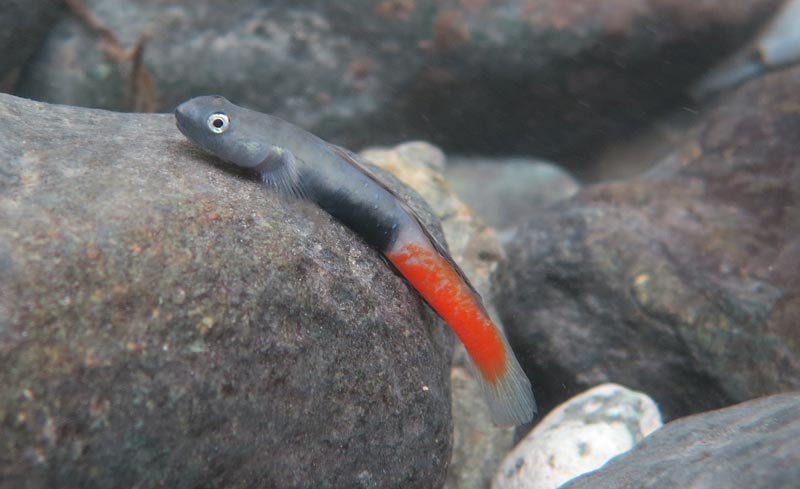 Nuptial male individual in its natural habitat, Philippines.