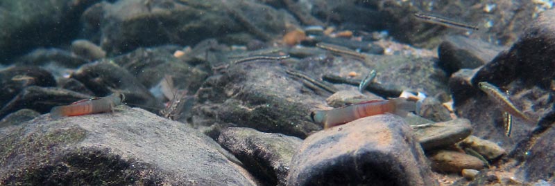 Males in nature alongside Stiphodon spp. and shrimp.