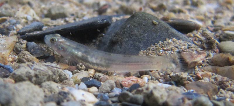 Adult female in nature; Okinawa population.