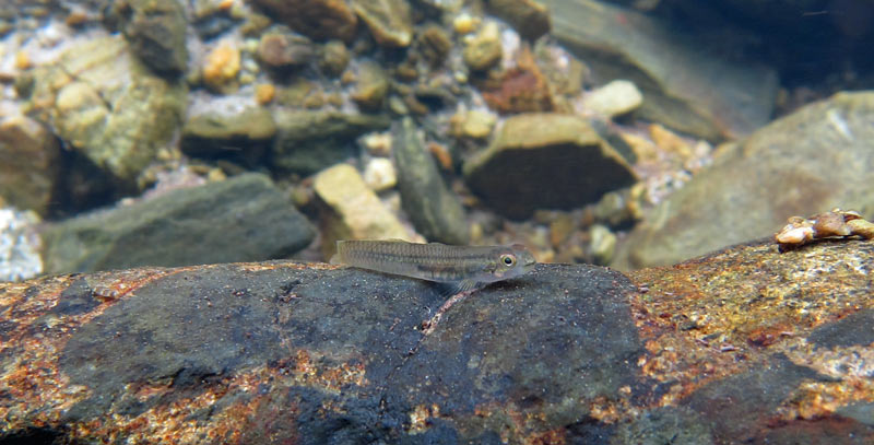 Female in nature; Okinawa population.