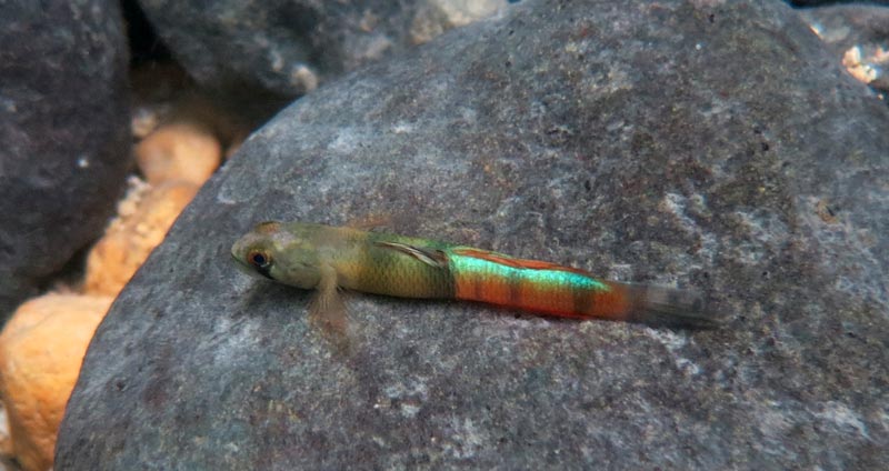 Dorsal view of adult male; Philippines population.