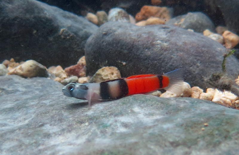 Adult male with nuptial colour pattern; Philippines population.