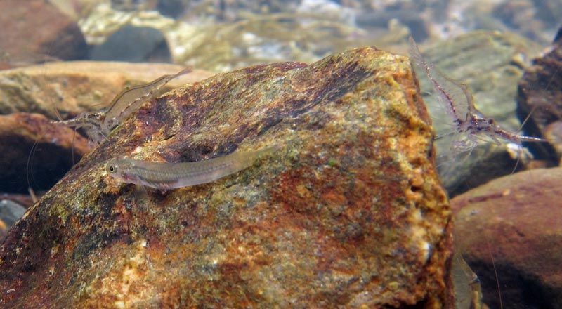 Sicydiine gobies are often found living alongside amphidromous shrimp.
