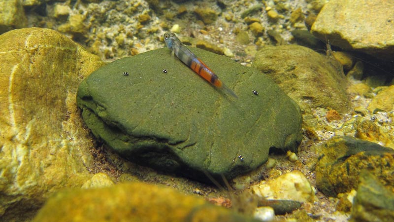 Young male in nature; Okinawa population.