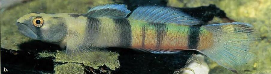 Adult male from Biak Island, Papua province, Indonesia.