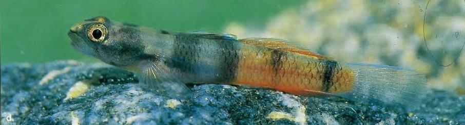 Male from Omamerwai Creek, Papua province, Indonesia.