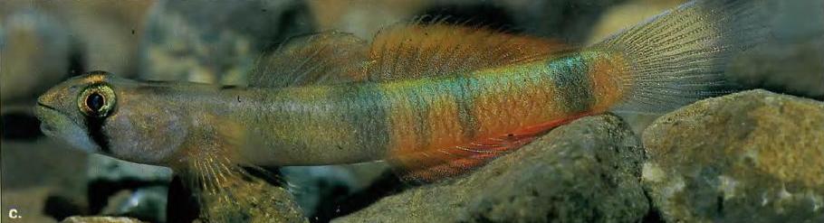 Adult male from Yapen Island, West Papua province, Indonesia.