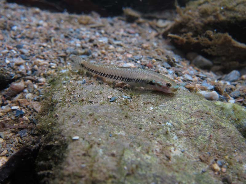 Another non-nuptial male; Okinawa, Japan.