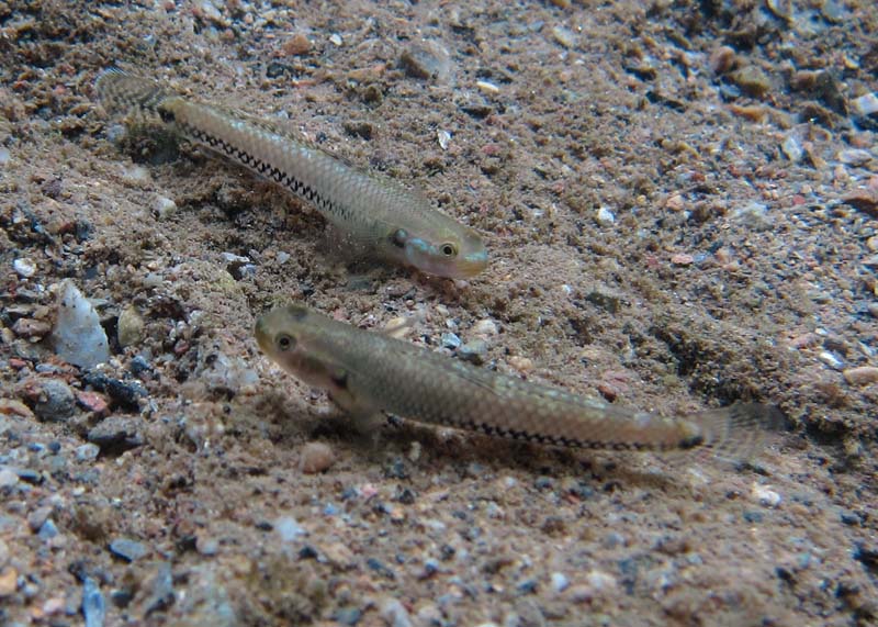 Two non-nuptial males; Okinawa, Japan.