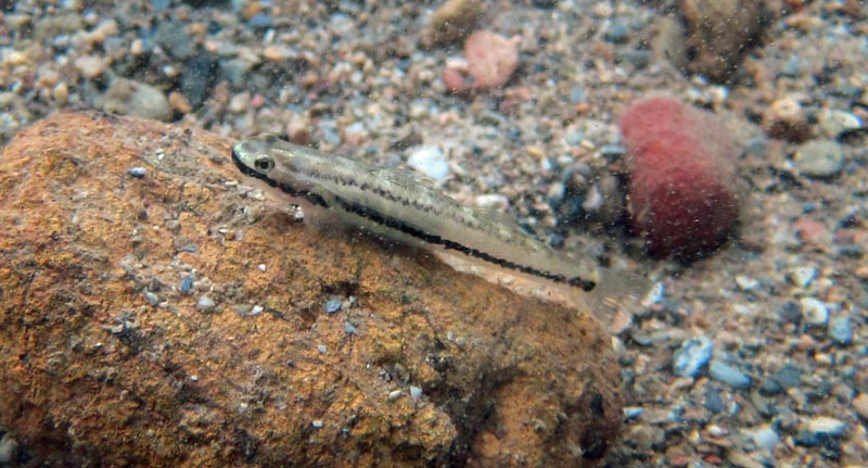 Adult female; Okinawa, Japan.