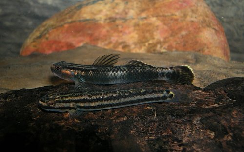 Adult pair from the Louisiade Archipelago, Papua New Guinea.
