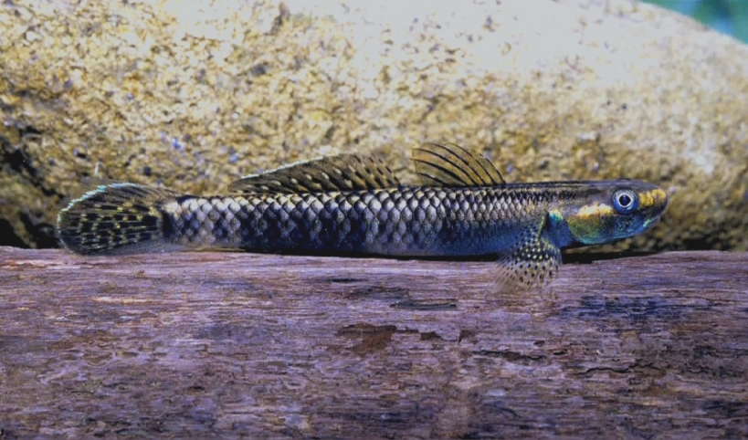 Adult male specimen from Fergusson Island, D'Entrecasteaux Islands, Papua New Guinea.
