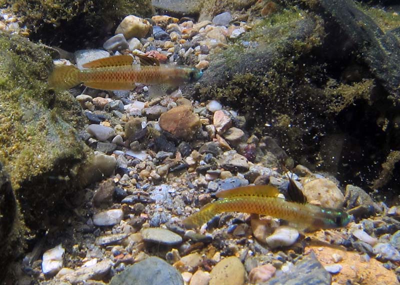 Two males sparring, Okinawa, Japan.