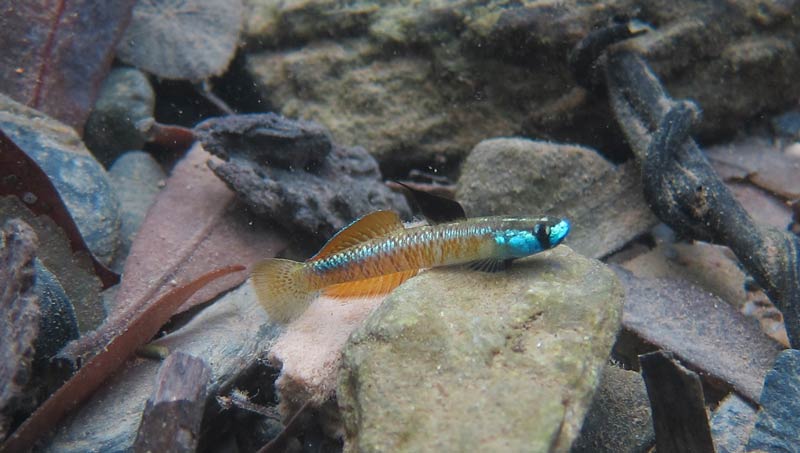 Nuptial male, Okinawa, Japan.