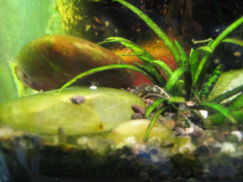 Finally, the pair dive into the substrate to deposit eggs and milt.