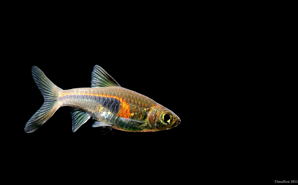In T. hengeli the orange element of the colour pattern is reduced in comparison with congeners.