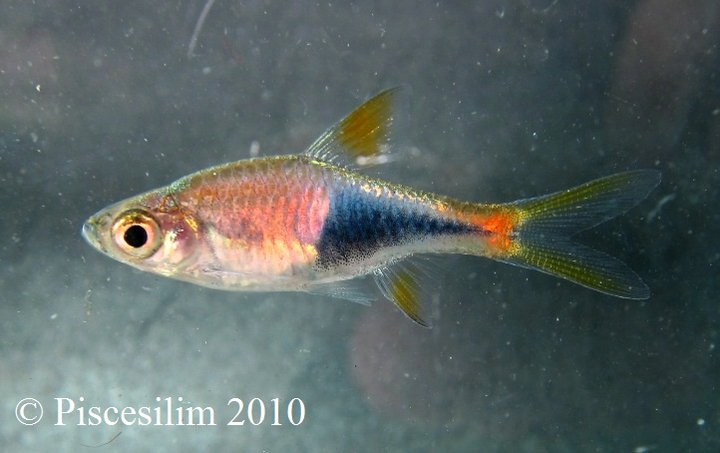 Wild-collected individual from Kelantan state, Peninsular Malaysia.