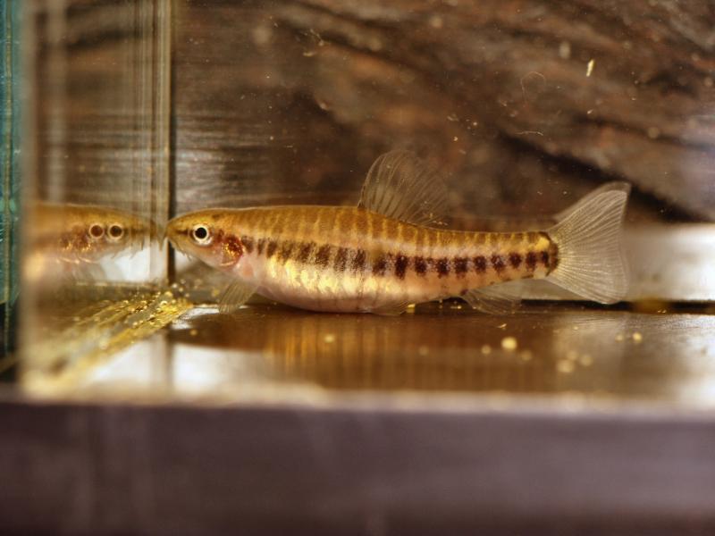 Another female.